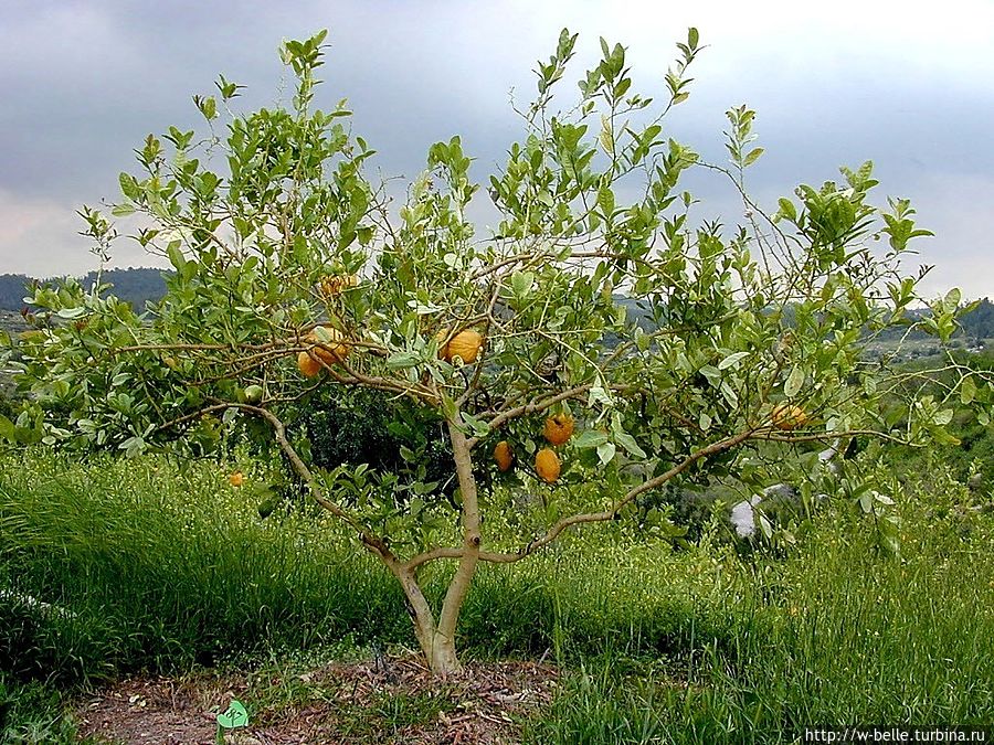 Деревце чедро очень небольшое — 140-150 см высотой и плодов на нем совсем немного, несмотря на все усилия селекционеров. Ламеция-Терме, Италия