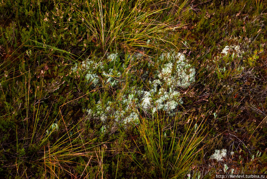 В осеннем прозрачном лесу Кемери, Латвия