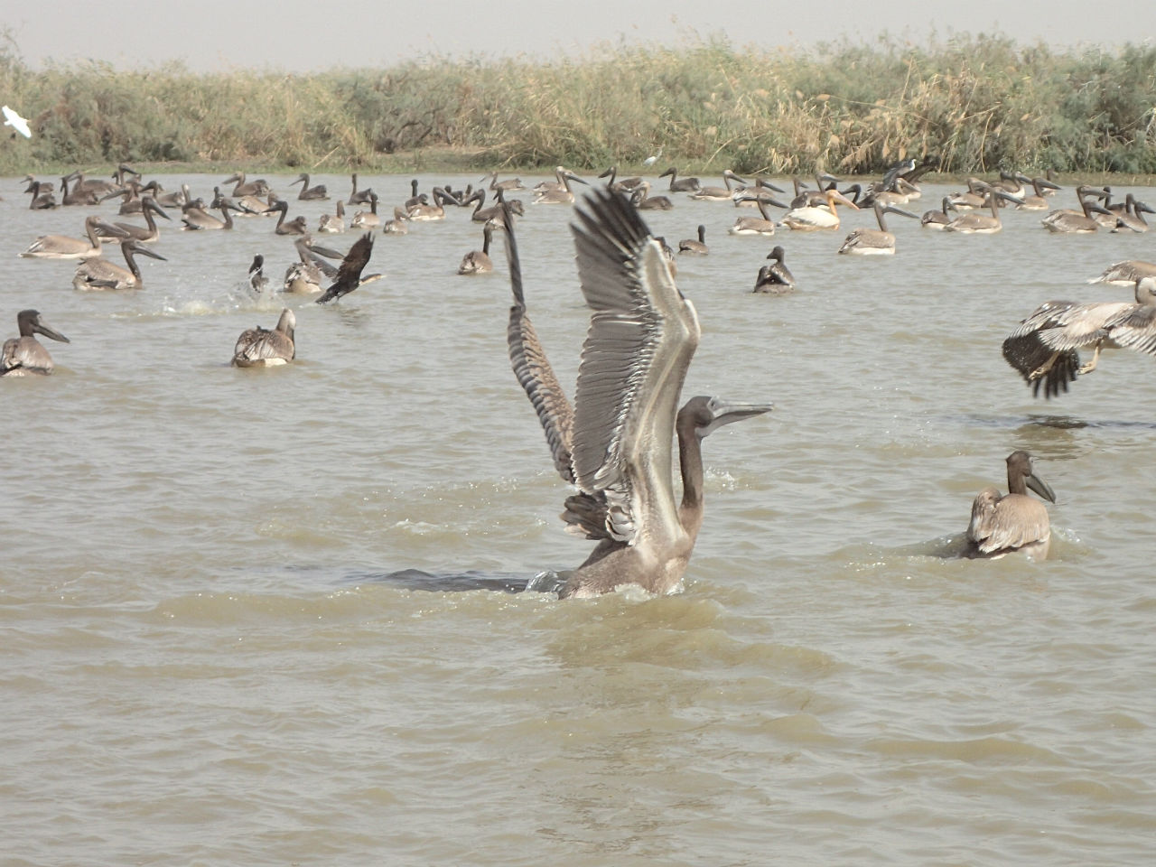 Где птицы зимуют? Африканский птичий базар. Джудж, ЮНЕСКО Орнитологический заповедник Джудж, Сенегал
