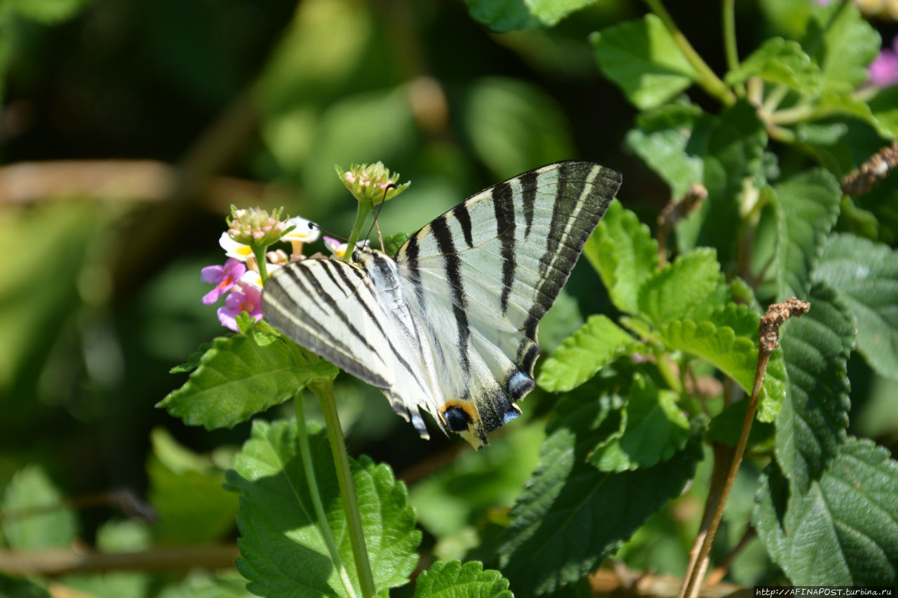 Фотомодель