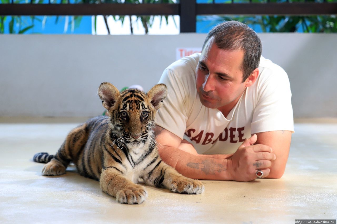 Маленькое поколение Индокитайского тигра Паттайя, Таиланд