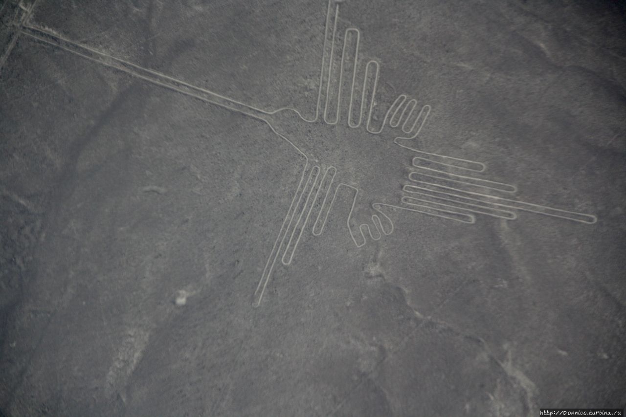 Колибри Наска, Перу