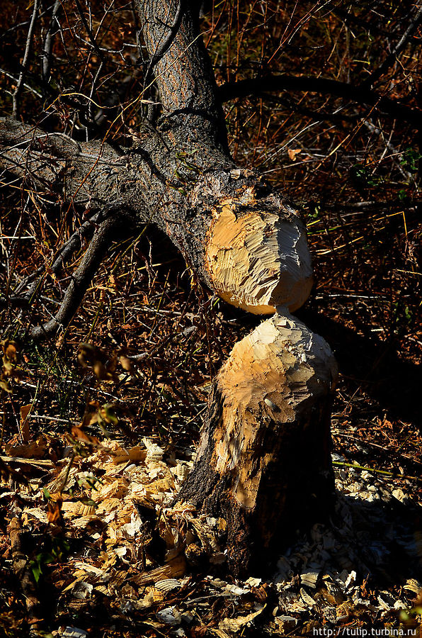 Бобры тут случайно не пробегали, а ? Штат Миннесота, CША