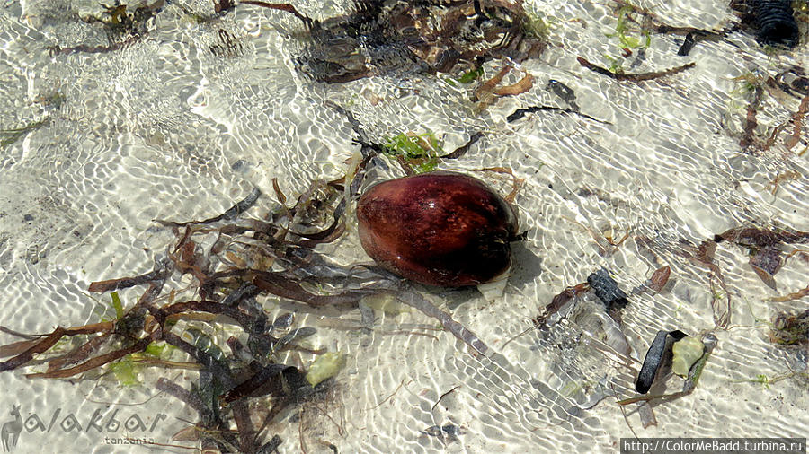 кокос. уронился в океан Танзания