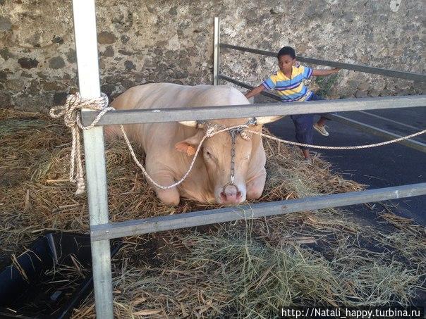 Курбан-Байрам. Реюньон