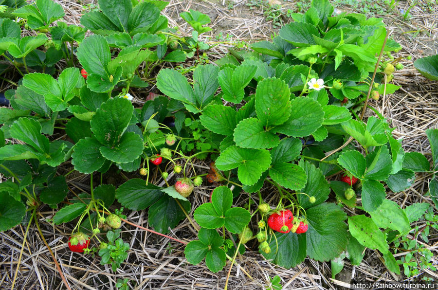 Сочное лето Штат Массачусетс, CША