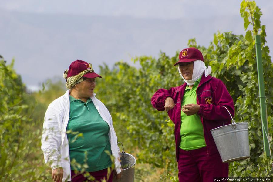 Профессиональные сборщицы винограда в униформе Тургень, Казахстан