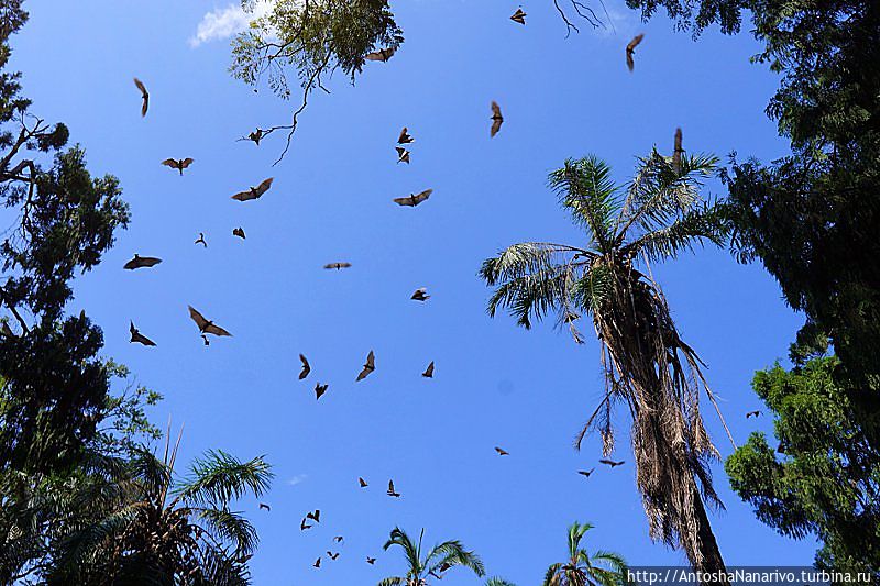 Летучие мыши Гисеньи, Руанда
