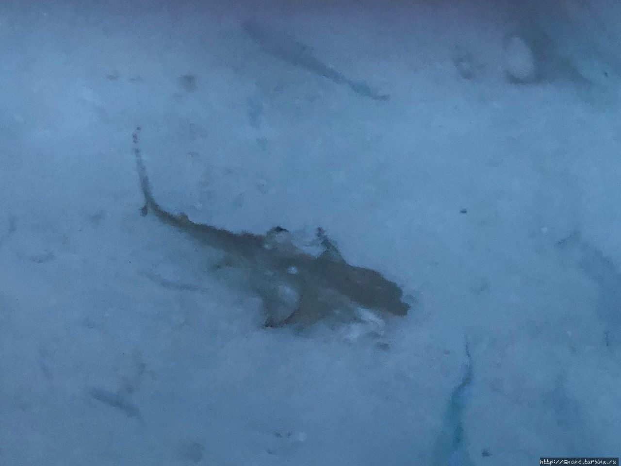 Вечернее кормление акул, бесплатное развлечение отдыхающих Фуравери, Мальдивские острова