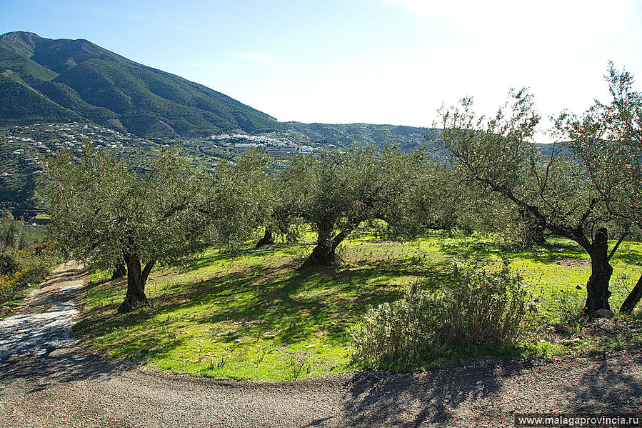 В краю олив и дикого миндаля Малага, Испания