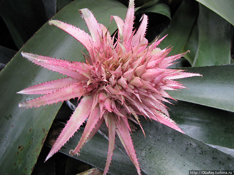 В оранжерее орхидей и бегоний.