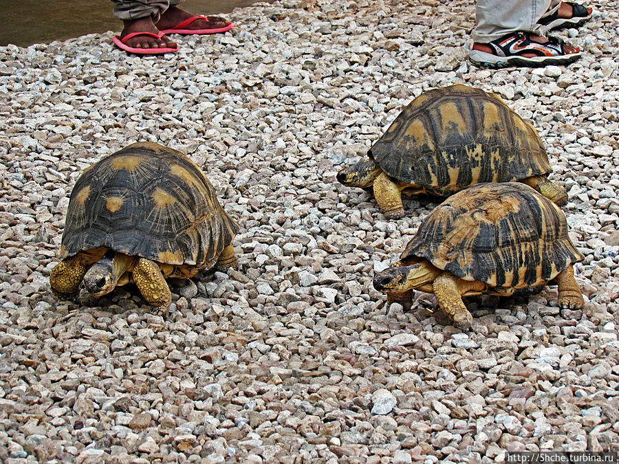 Ископаемые моллюски, камни и живые черепахи в музее камней Антсирабе, Мадагаскар