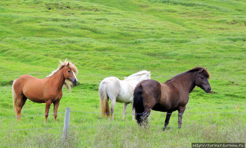 Исландские лошади свободно пасутся у дороги Скогар, Исландия