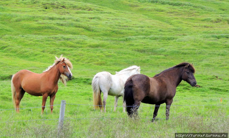 Исландские лошади свободн