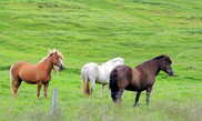 Исландские лошади свободно пасутся у дороги