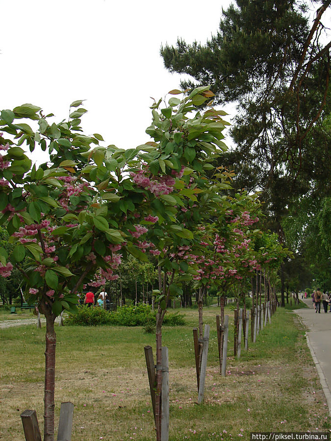Вот она —  аллея пока еще молодых сакур Киев, Украина