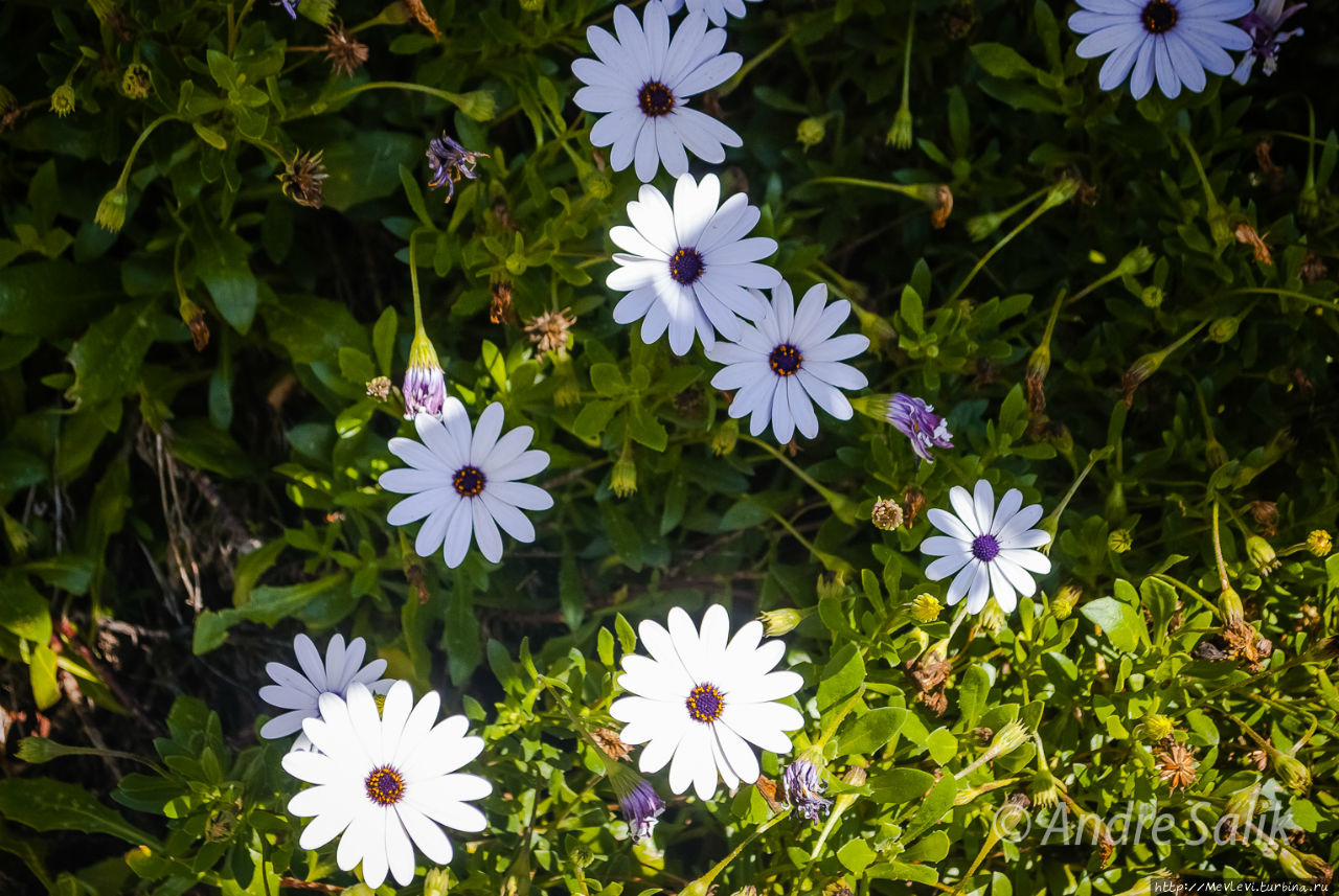 В мае на юге Барселона, Испания