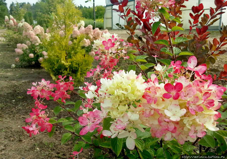 Цветки гортензии метельчатой ДАЙМОНД РУЖ по мере отцветания не просто розовеют, а становятся ярко-вишневыми Рига, Латвия