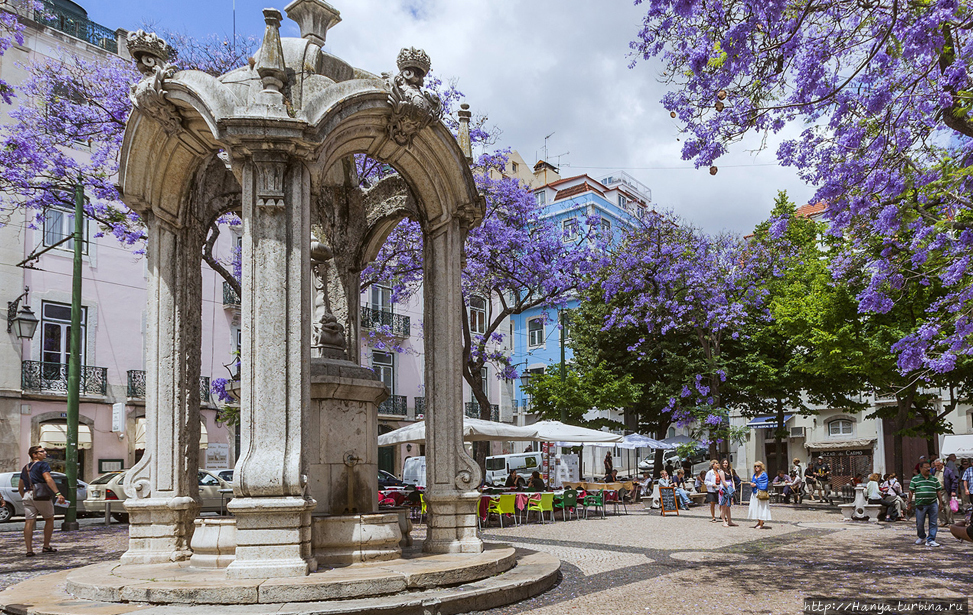 Цветущая джакаранда. Из интернета