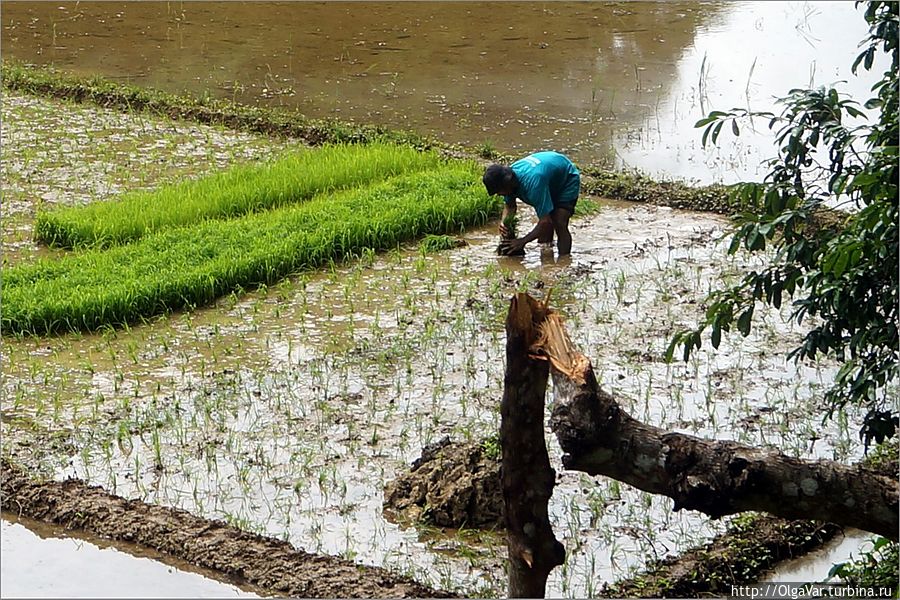 Вот так по щиколотку в воде и проводят они день за днем, чтобы прокормить свои семьи
