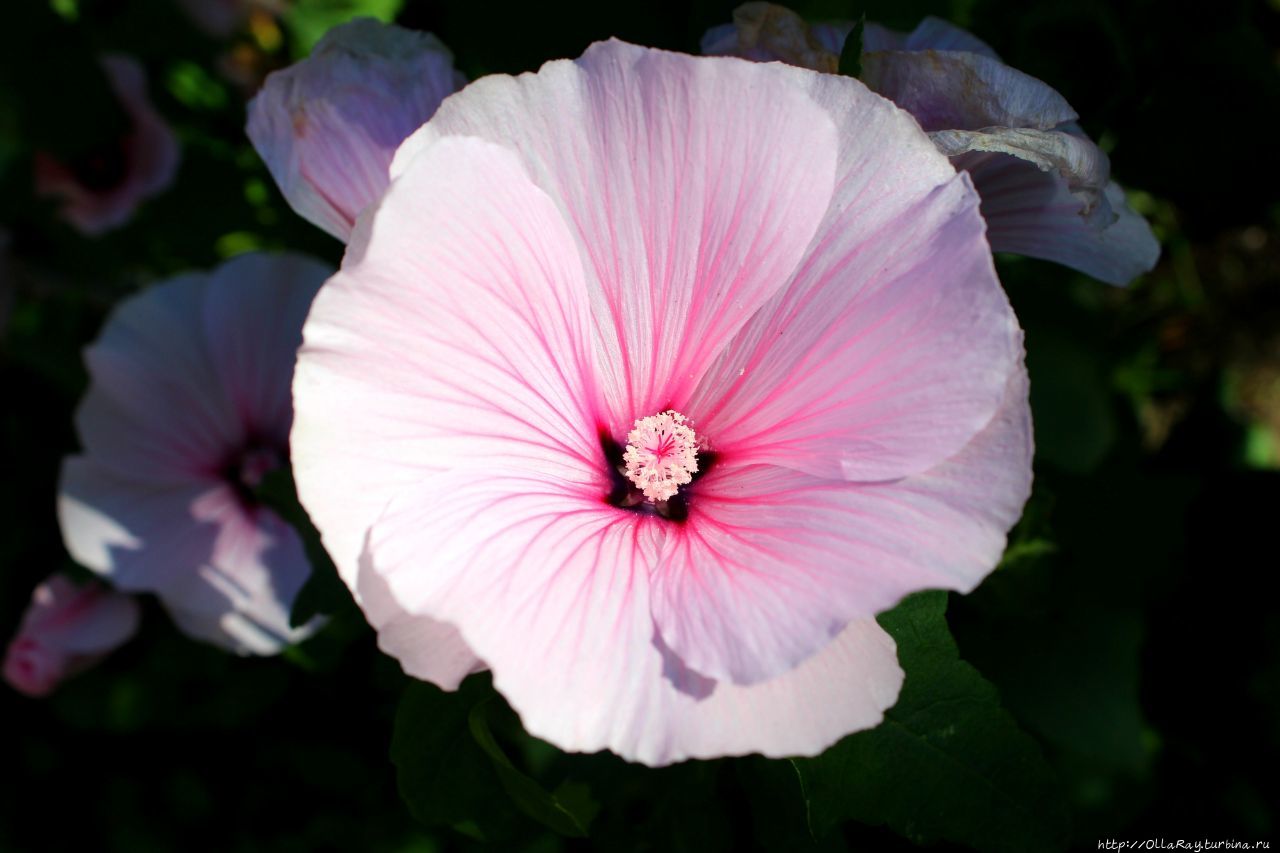 Наверное в каждом палисад