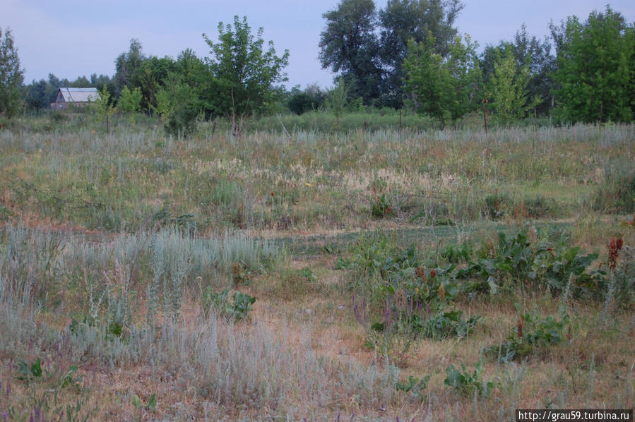 Травы, травы, травы не успели от росы серебряной согнуться Садовое, Казахстан