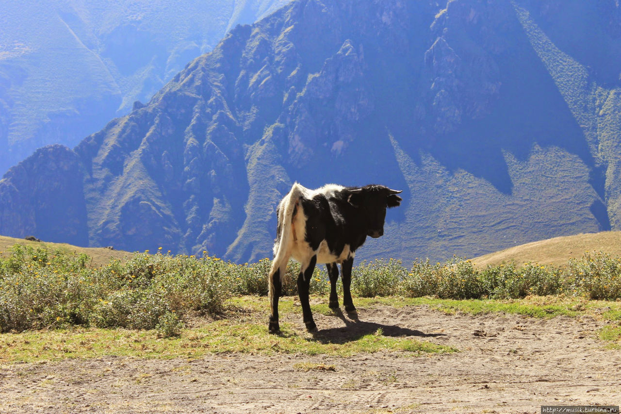 Трехдневный поход в каньон Колка (Colca). День первый Чивай, Перу