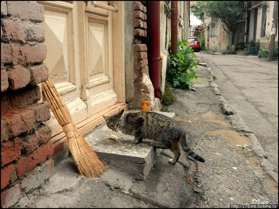 Котик
мур мур мяу Тбилиси, Грузия