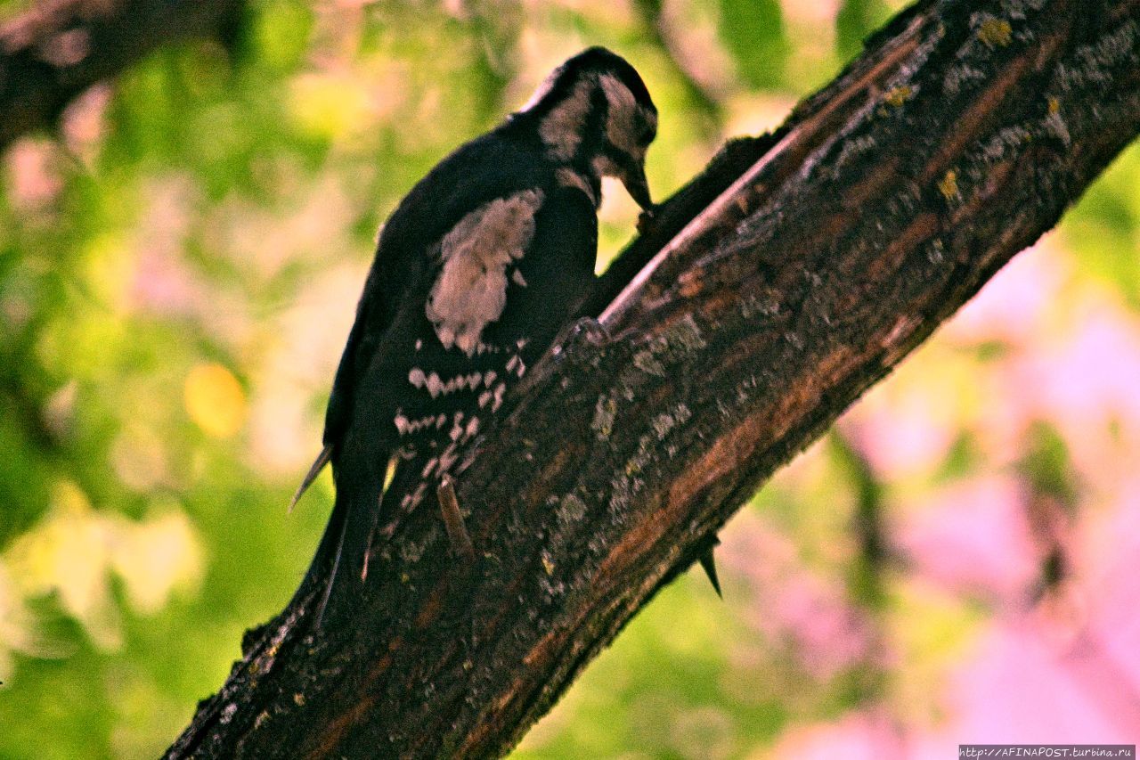 Дятел. Фиеста Москва и Московская область, Россия