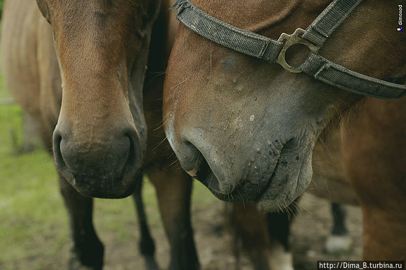 Антураж со свадьбы в Германии Германия