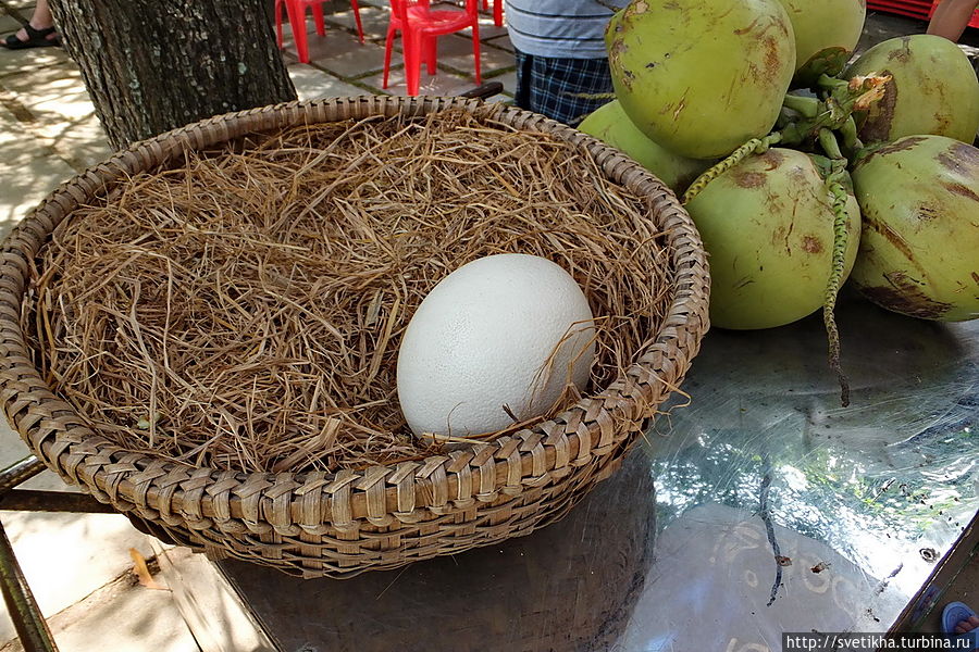 Вот такое страусиное яйцо Вьетнам
