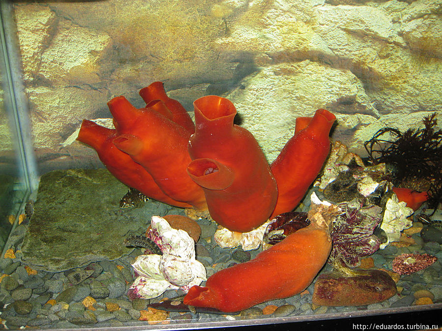 Город моряков и рыбаков, воинской славы и... правого руля))) Владивосток, Россия