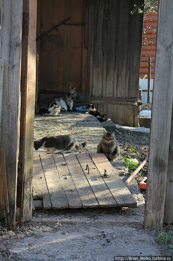 Нас провожали коты Коломна, Россия