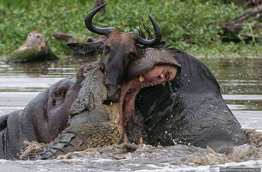 Борьба бегемота и крокодилом за антилопу. Из интернета Серенгети Национальный Парк, Танзания