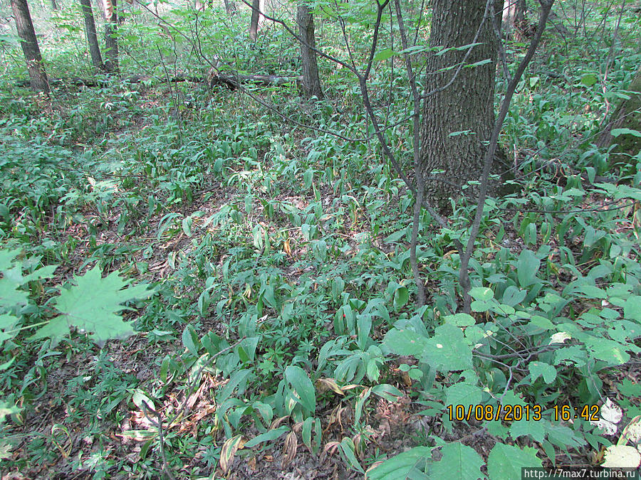 Немного погуляем по лесу Саратов, Россия