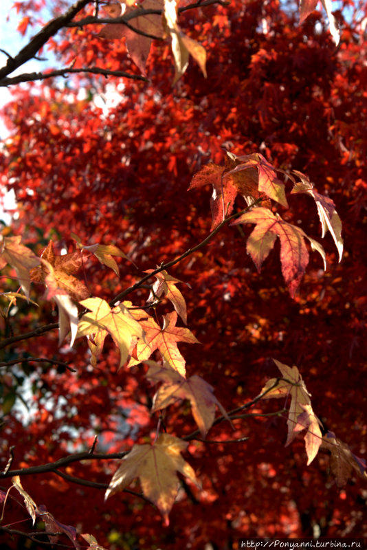 Разноцветная осень Штутгарт, Германия