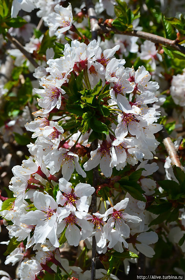 Цветки карликовой вишни Ли, CША