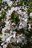 Цветки карликовой вишни