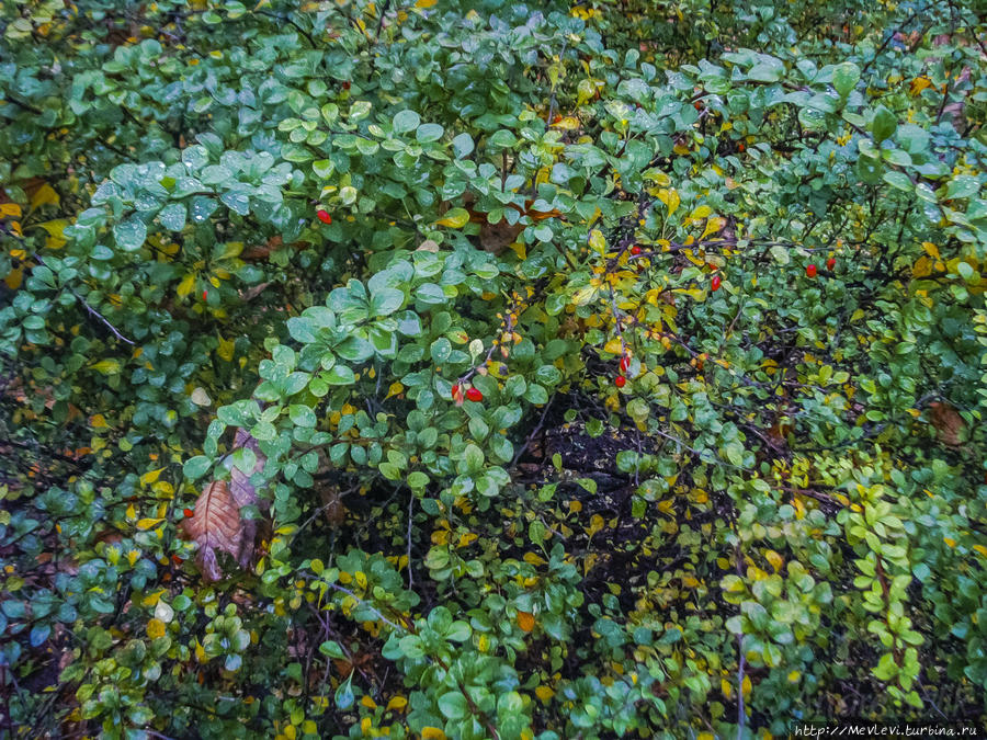 Рига в октябре Рига, Латвия