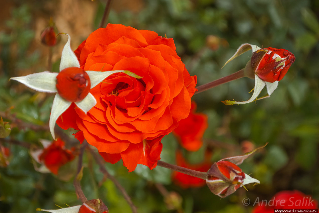 Мечеть и комплекс Вакиль (Masdjed-e Wakil). Шираз, Иран