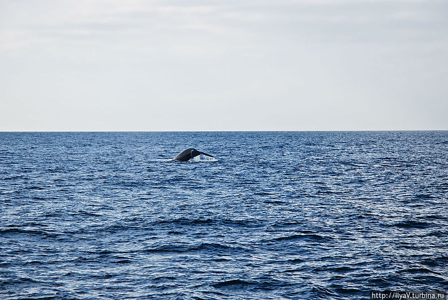 Прогулка с китами Мирисса, Шри-Ланка