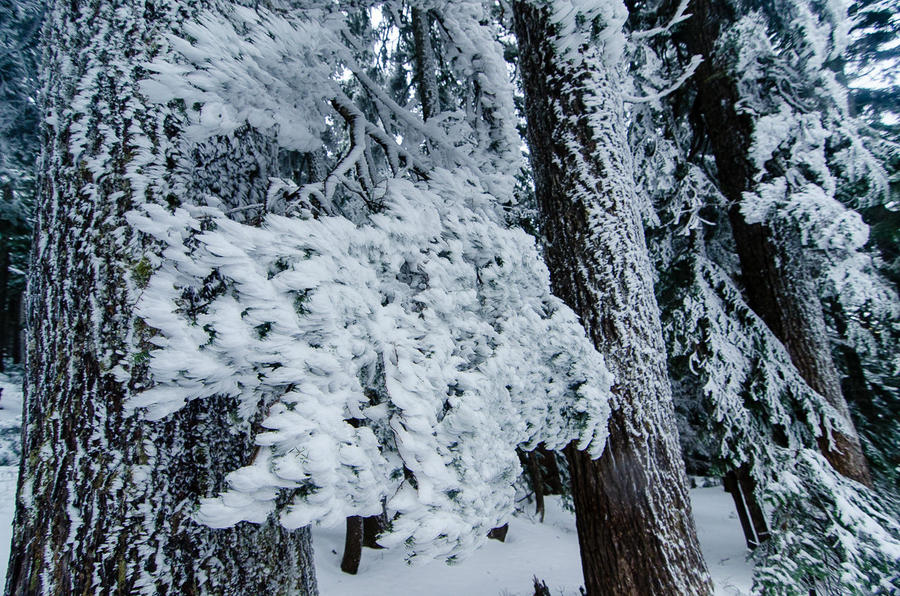 Америка отслеживает Санту Сиэттл, CША