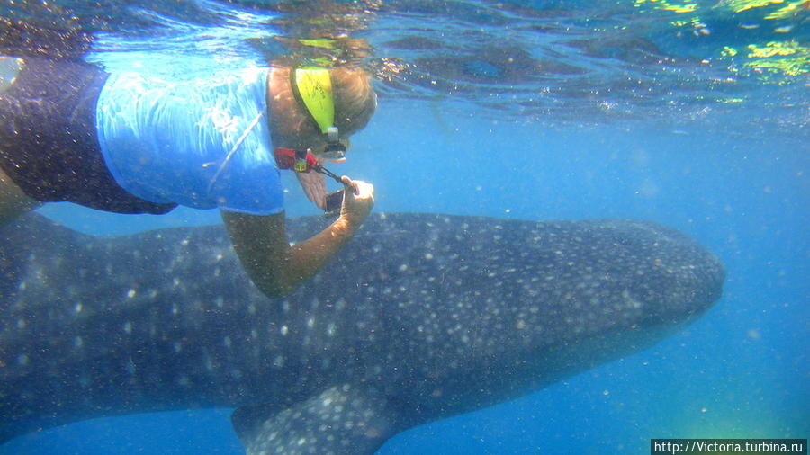 В погоне за китовой акулой Мальдивские острова