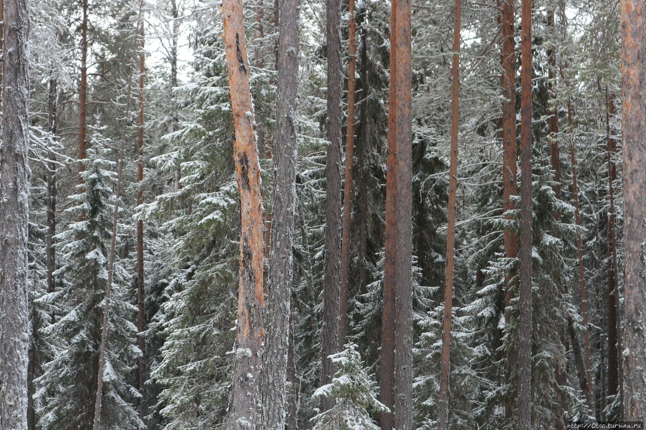 Из Вяйнолы в Похъёлу, часть 7: Путник в глубоких снегах Республика Карелия, Россия