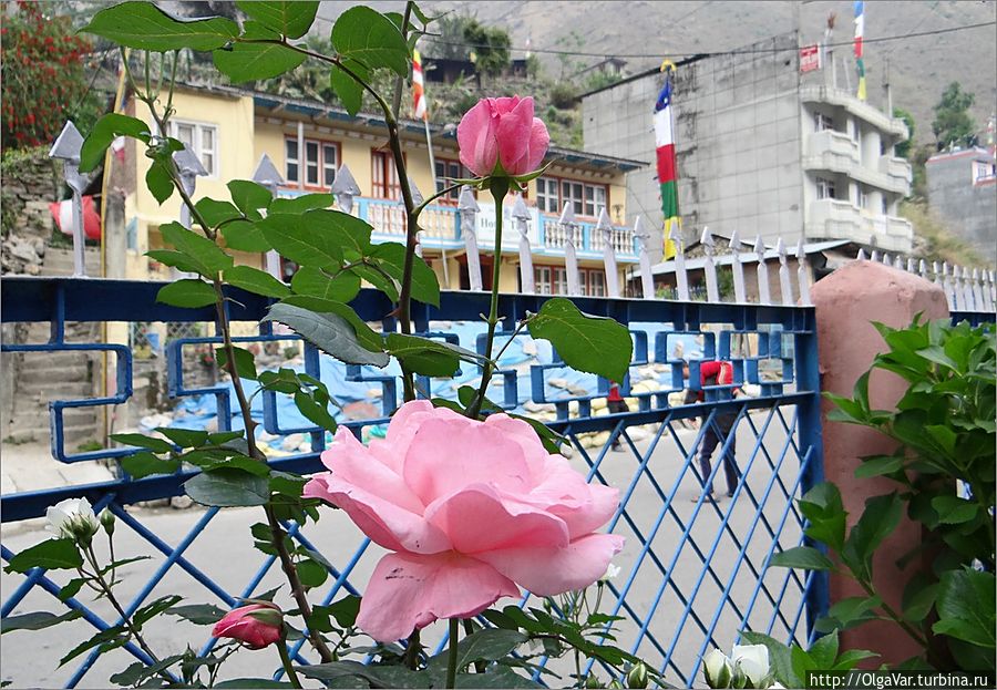 В небольшом дворике нашего отельчика расцвели розы Сябру Беси, Непал