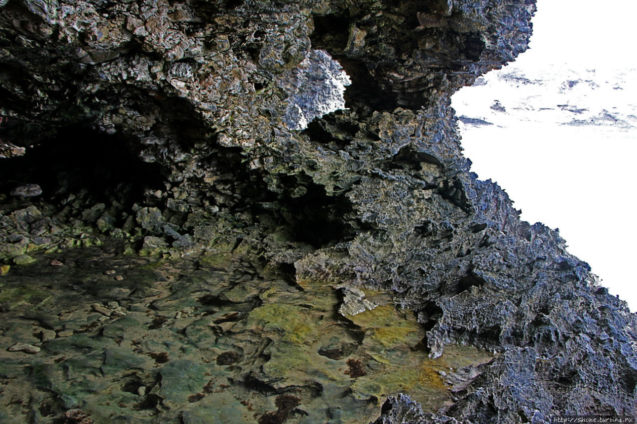 Пещеры живых цветов Энимал-Флауэ-Кейв, Барбадос