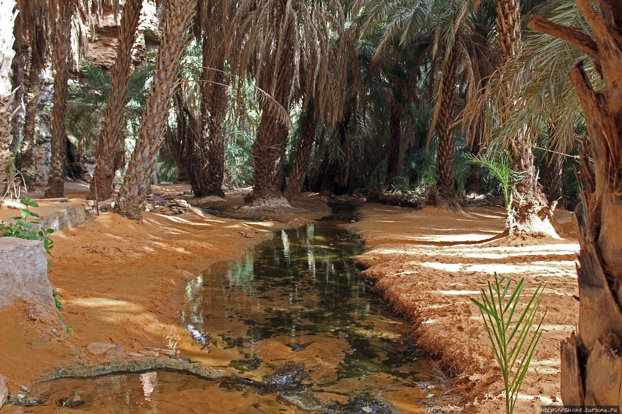 Оазис Тержит Тержит, Мавритания