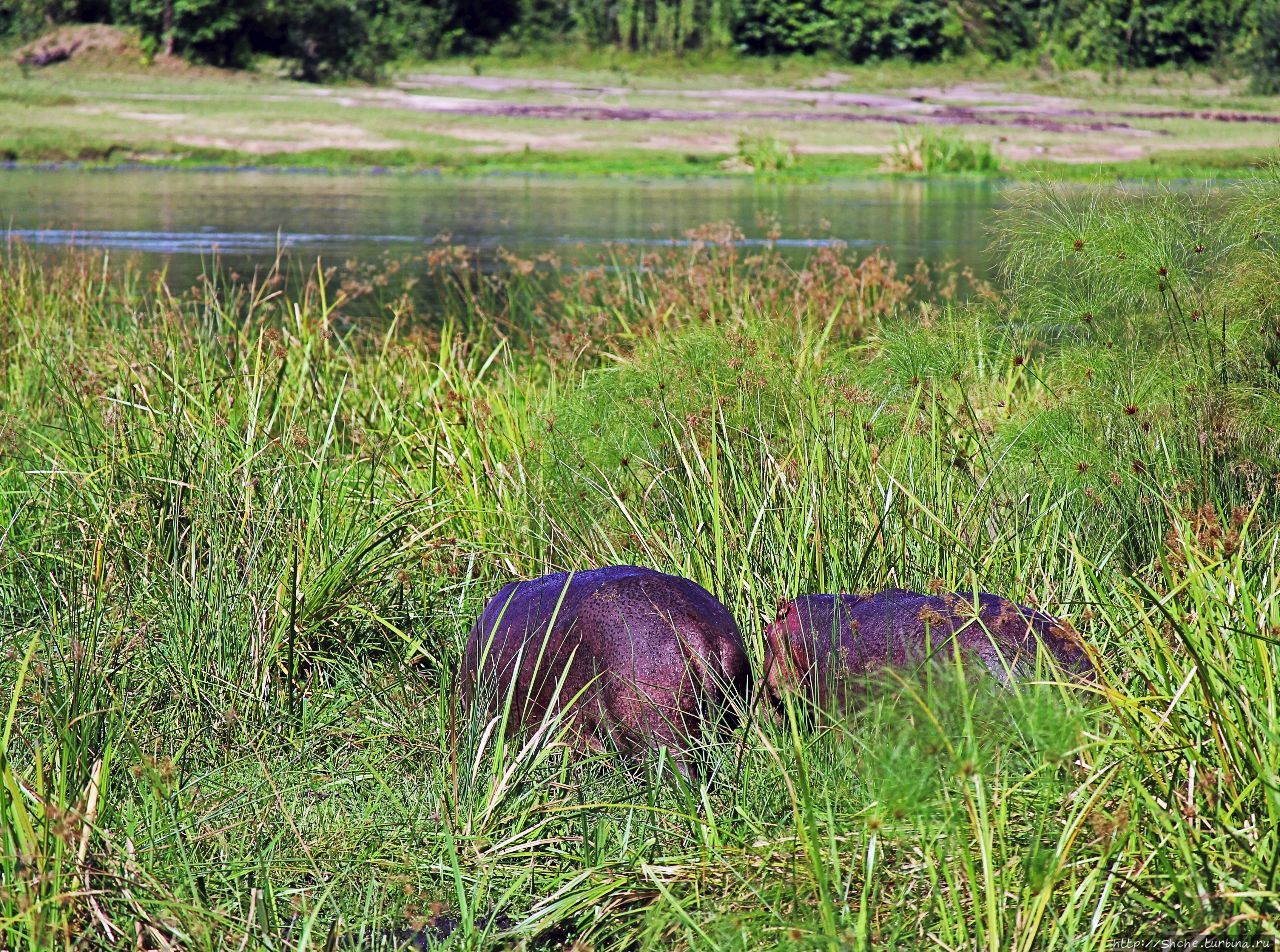 А-а, крокодилы,  бегемоты... Круиз по Виктория-Нилу