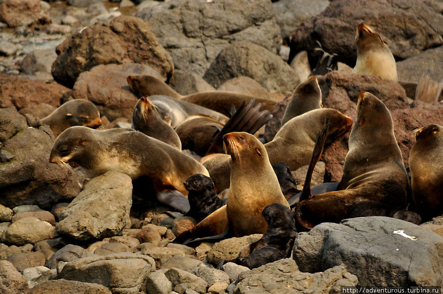 сивуч командорские острова. командорский заповедник лежбище. командорские острова камчатка. сивучи кроноцкий заповедник. командорский заповедник сивуч.