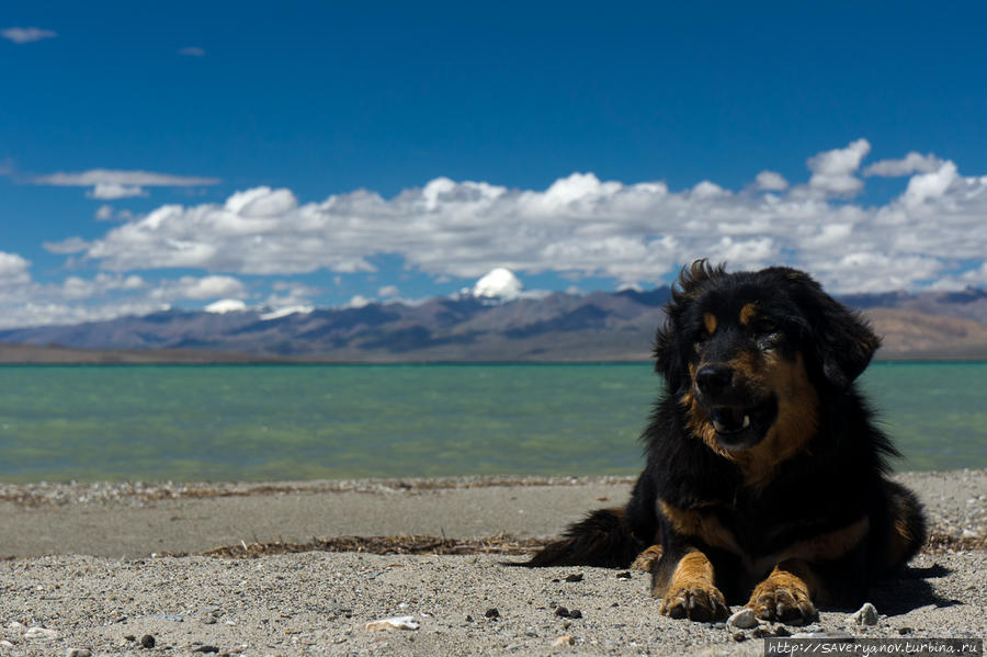 Улыбчивая собака на берегу Мапам-Юмцо, вдали виден Кайлаш Тибет, Китай